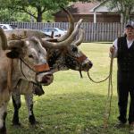 Mizz Claudia Jean's Oxen Pulled the Road Grader in the Parade